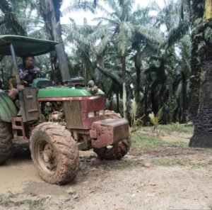 Foto : Diduga milik PT PHI ( Permata Hijau Indonesi ) yang menabrak bibit sawit warga TSM
