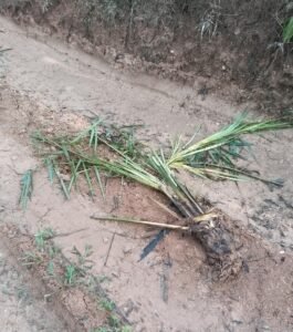 Foto : Tanaman sawit warga TSM ( Transmigrasi Swakarsa Mandiri ) diduga ditabrak Jhondere PT PHI